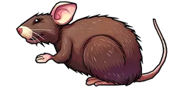 Brown Rat