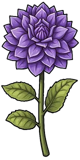Night Dahlia
