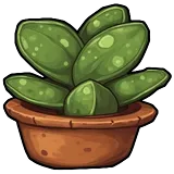 Succulent